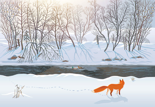 Winter forest with a fox that tries to hunt two ducks in the river. Raster illustration.