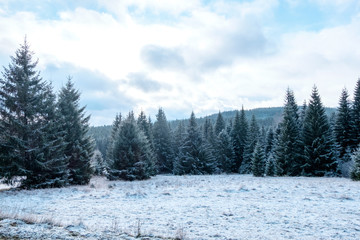 Winter landscape. Trees and snow. National Park Sumava in winter.