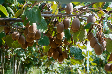 Kiwi su T bar