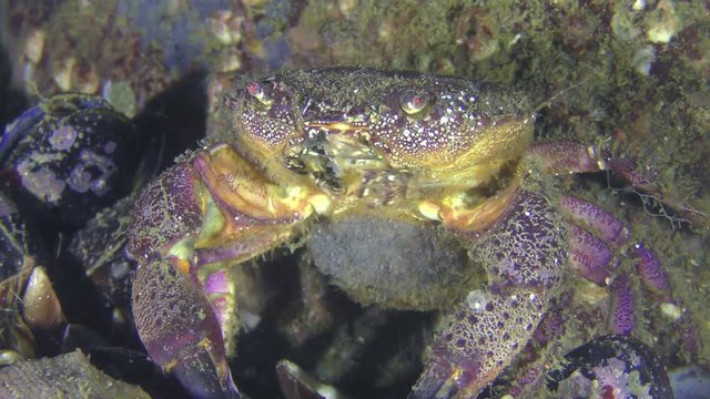 Reproduction of Warty crab or Yellow shore crab (Eriphia verrucosa): female with eggs on abdomen sitting near stone, medium shot.
