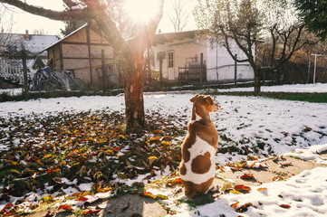 terrier dog in snow sitting and waiting, dog resting in winter