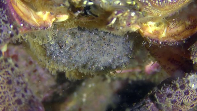 Reproduction of Warty crab or Yellow shore crab (Eriphia verrucosa): abdomen of female with eggs, closeup.
