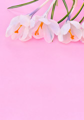 White crocuses (Crocus vernus) on a pink background with space for text.