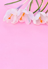 Fototapeta premium White crocuses (Crocus vernus) on a pink background with space for text.