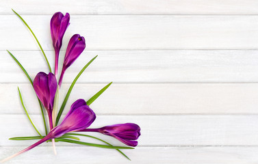 Violet crocuses (Crocus vernus) on background of white painted wooden planks with space for text. Top view, flat lay.