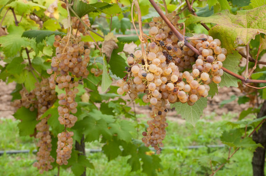 Albana Bilder Durchsuchen 337 Archivfotos, und Videos