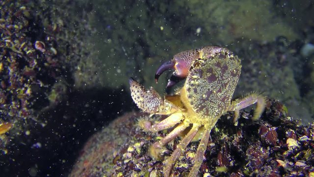 Reproduction of Warty crab or Yellow shore crab (Eriphia verrucosa): the female sits on the top of the stone and ejects eggs into the water column by the movement of the abdomen.
