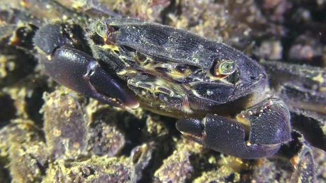 Marbled rock crab (Pachygrapsus marmoratus) on the seabed, close-up.
