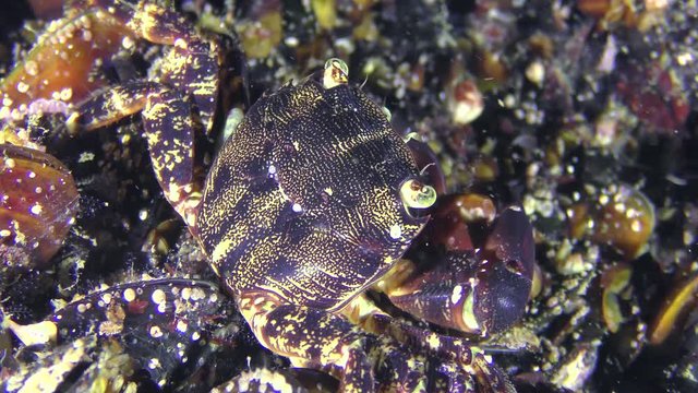 Crab (Pachygrapsus marmoratus) eats something, side view, close-up.
