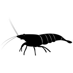 Vector image of shrimp silhouette