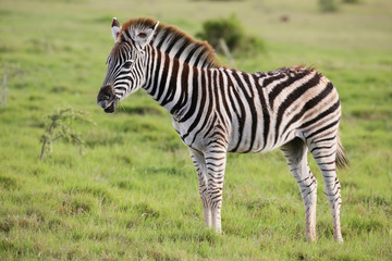 Fototapeta na wymiar Young Burchells Zebra on the Green Grassland