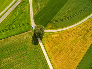 Luftaufnahme Ländlicher Raum – Baum und Wege - verschiedene Richtungen