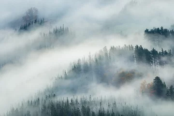 Fototapeten misty forest landscape © jon_chica
