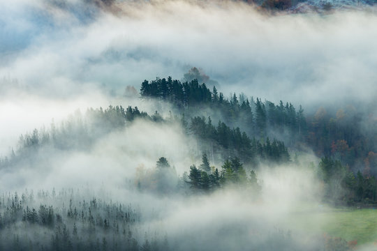 Fototapeta misty forest landscape