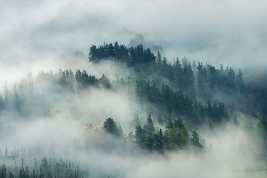 Fototapeta misty forest landscape