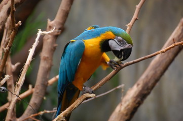 Ave tropical. Zoo Nebrasca.