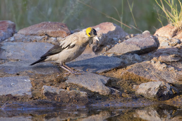 Wattled Starling drinking water at a waterhole in Kalahari