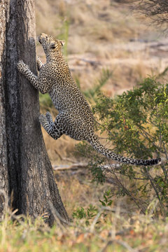 Lone leopard climbing fast up a high tree in nature during daytime