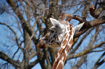 Girafa africana.