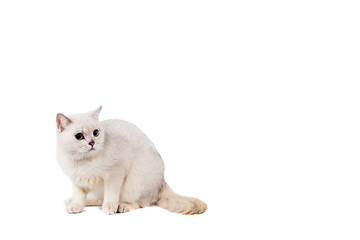 light gray short-haired cat thoroughbred burmilla isolate on white background with place for text