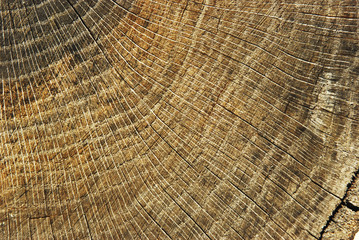 This image is a closeup to a wood texture