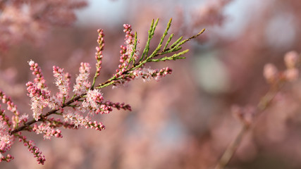 Floración en Cantabria