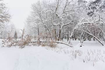 The tree fell during the heavy snowfall in the city Park. Trees after a heavy snowfall. The snow is white and fluffy