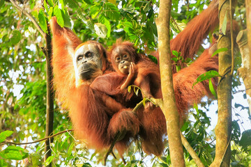 Obraz premium Samica orangutana sumatrzańskiego z dzieckiem wiszącym na drzewach, Park Narodowy Gunung Leuser, Sumatra, Indonezja