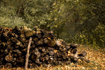 Autumn Firewood
