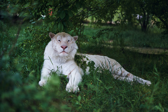 beautiful white lion lies under the trees in the nature, wild animal, grass