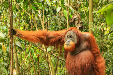 Male Sumatran orangutan standing on the ground in Gunung Leuser National Park, Sumatra, Indonesia