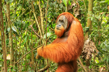 Male Sumatran orangutan standing on the ground in Gunung Leuser National Park, Sumatra, Indonesia