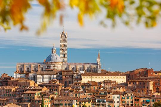 Fototapeta Beautiful view of Dome and campanile of Siena Cathedral, Duomo di Siena, and Old Town of medieval city of Siena in the sunny day through autumn leaves, Tuscany, Italy