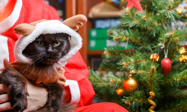 Picture of New Year's black cat in deer suit with Santa