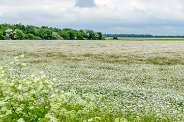 Countryside field with white  Yarrow Achillea millefolium flowers, close up © Negoi Cristian