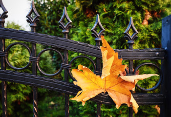 leaf on  fence