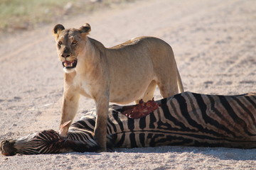 Löwin reißt Zebra