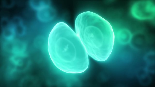 Cell Division