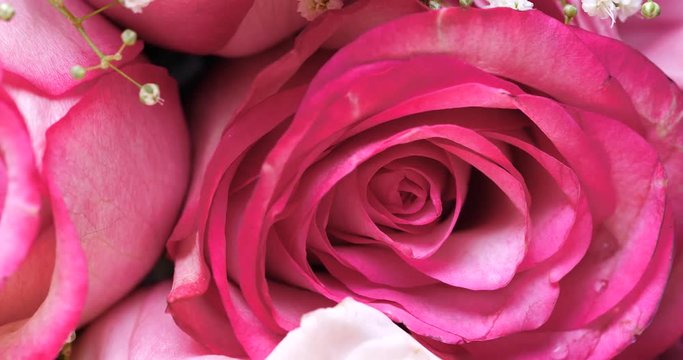 Pink rose close up