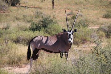 Oryx Antilope