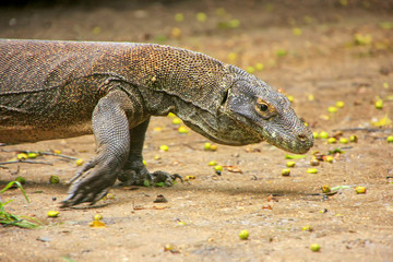 Komodo dragon walking on Rinca Island in Komodo National Park, Nusa Tenggara, Indonesia