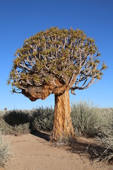 Baum