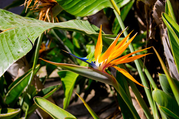 Strelitzia. Tropical plant with orange flower. Flower in Bloom.