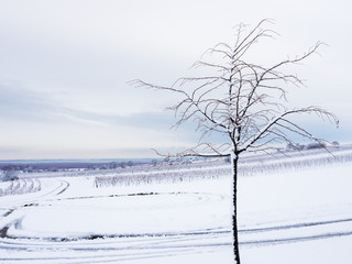 Fototapeta na wymiar Zarter Baum im Winter