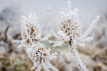 Dried thistle covered with snow 
