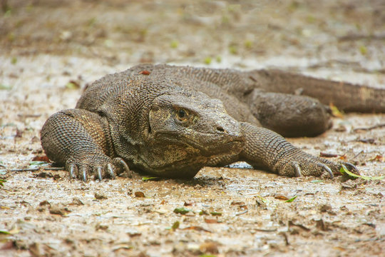 Komodo dragon lying on the ground on Rinca Island in Komodo National Park, Nusa Tenggara, Indonesia