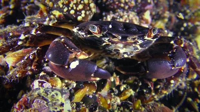 Crab (Pachygrapsus marmoratus), portrait, well visible movement of the oral legs.
