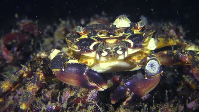 Marbled rock crab (Pachygrapsus marmoratus), portrait, well visible movement of the oral legs.
