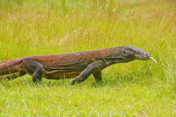 Komodo dragon walking on Rinca Island in Komodo National Park, Nusa Tenggara, Indonesia