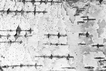 Obraz premium Close-up of birch tree's bark texture background in black and white.